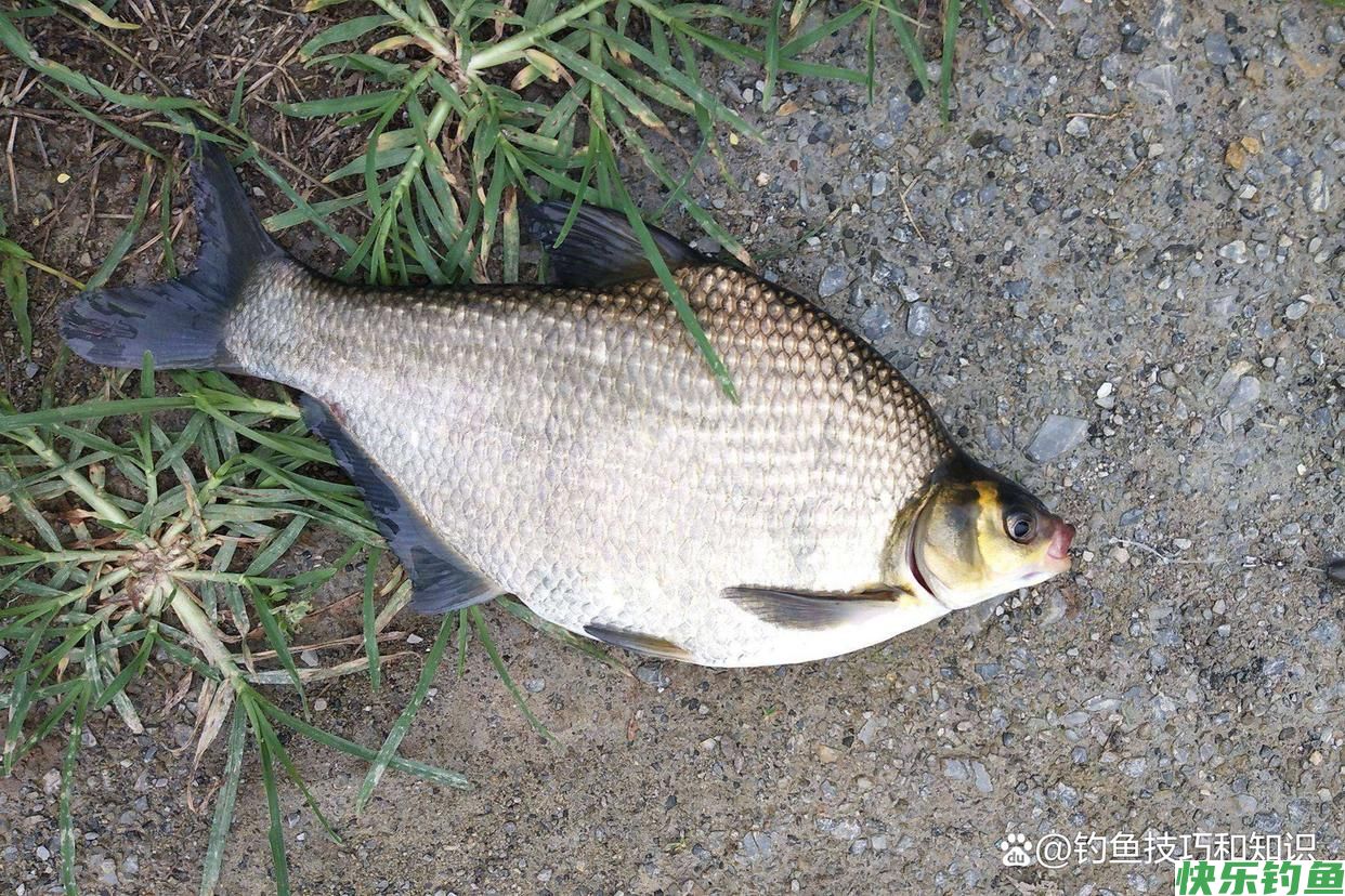 初秋钓鳊鱼的饵料配方，鳊鱼连续地咬钩，一钓一个准(图3)