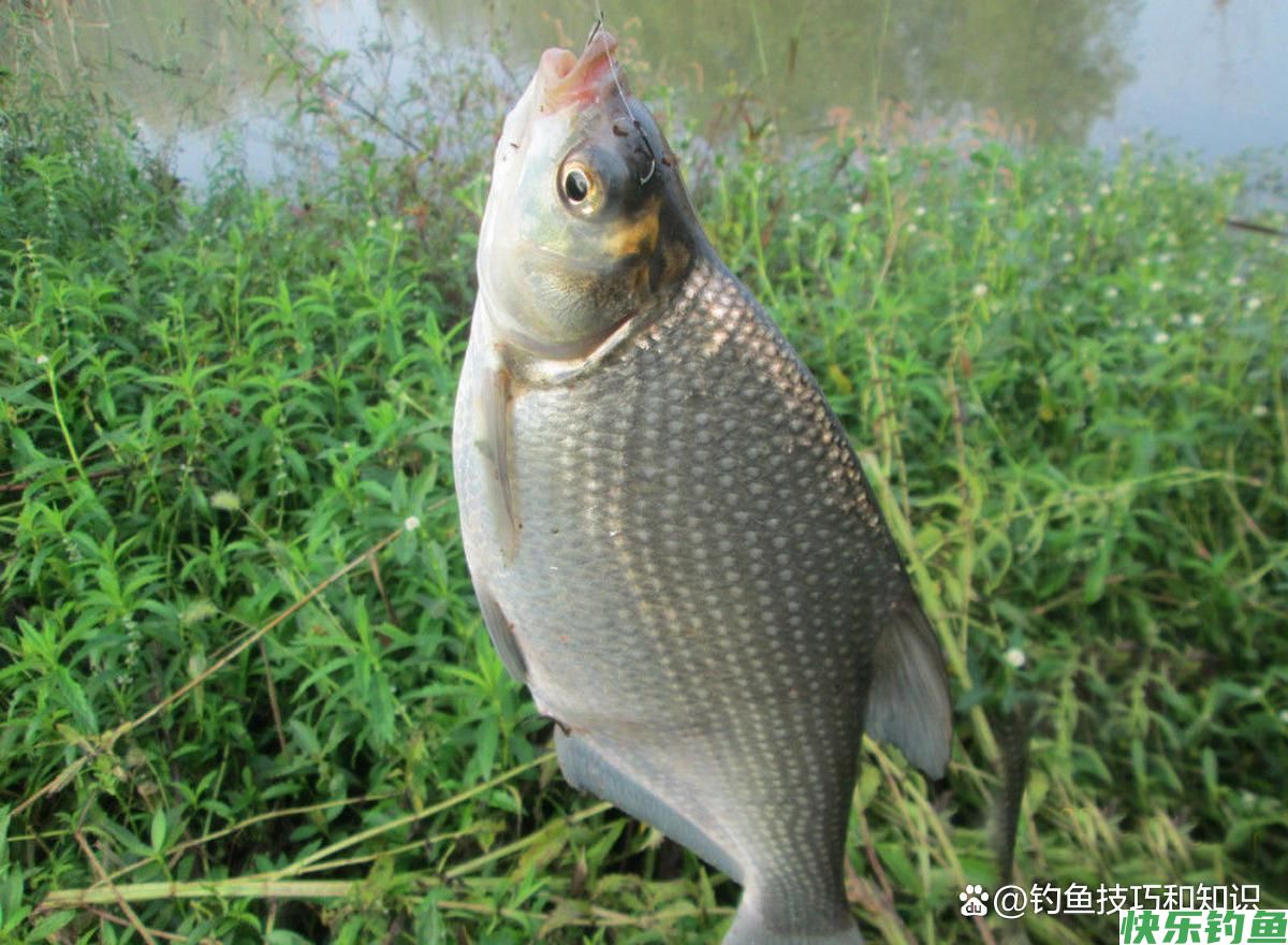 初秋钓鳊鱼的饵料配方，鳊鱼连续地咬钩，一钓一个准(图4)