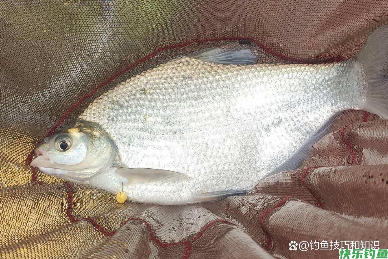 如何才能钓许多的鳊鱼?夏季钓鳊鱼的4个技巧(图3) 如何才能钓许多的鳊鱼?夏季钓鳊鱼的4个技巧(图3)