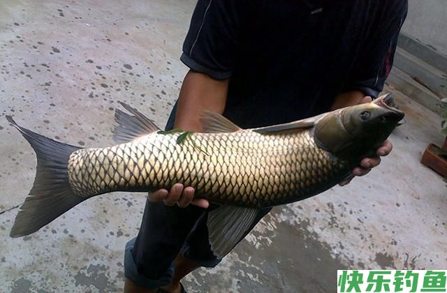 玉米饵用了20年，从未尝试过这种用法，鲫鱼鲤鱼草鱼鳊鱼都可以钓(图2)