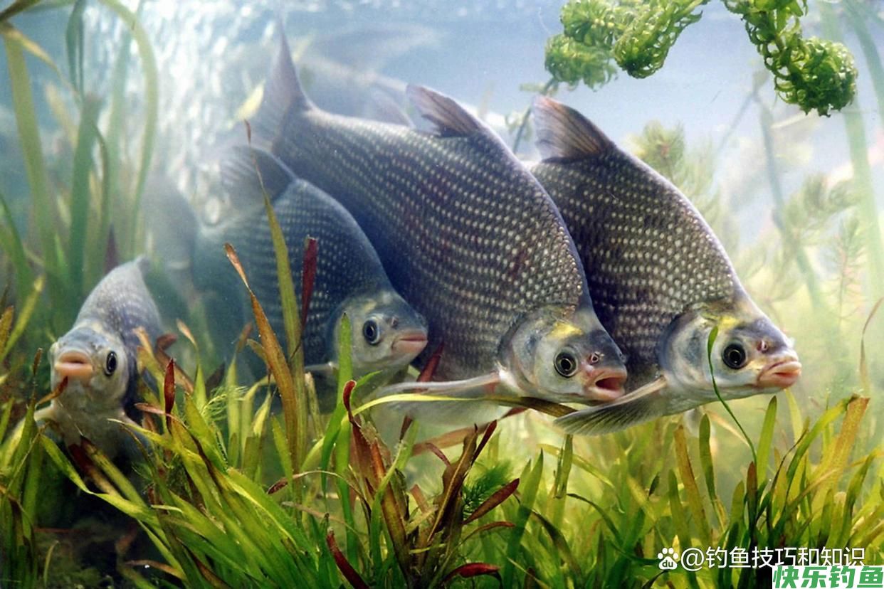 如何才能钓许多的鳊鱼?夏季钓鳊鱼的4个技巧(图1) 如何才能钓许多的鳊鱼?夏季钓鳊鱼的4个技巧(图1)
