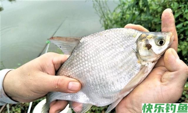 春季钓鳊鱼的5个秘诀，掌握了以后，钓鳊鱼非常简单(图5)