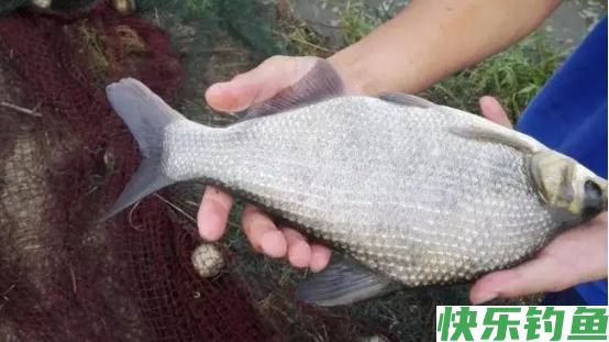 春季怎么钓鳊鱼？这2大“绝杀技巧”，有鳊鱼就能连竿！(图1)