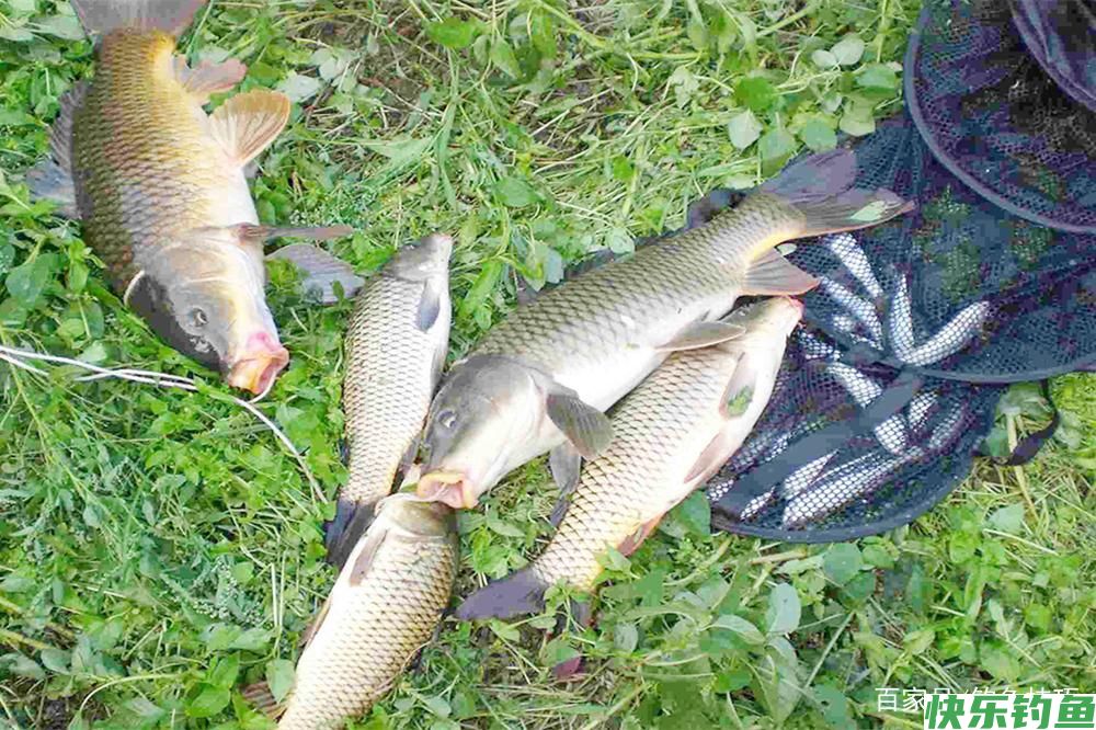 野钓必杀技:不同鱼有不同的最佳钓法,这些必杀技,你知道几个?(图1) 野钓必杀技:不同鱼有不同的最佳钓法,这些必杀技,你知道几个?(图1)