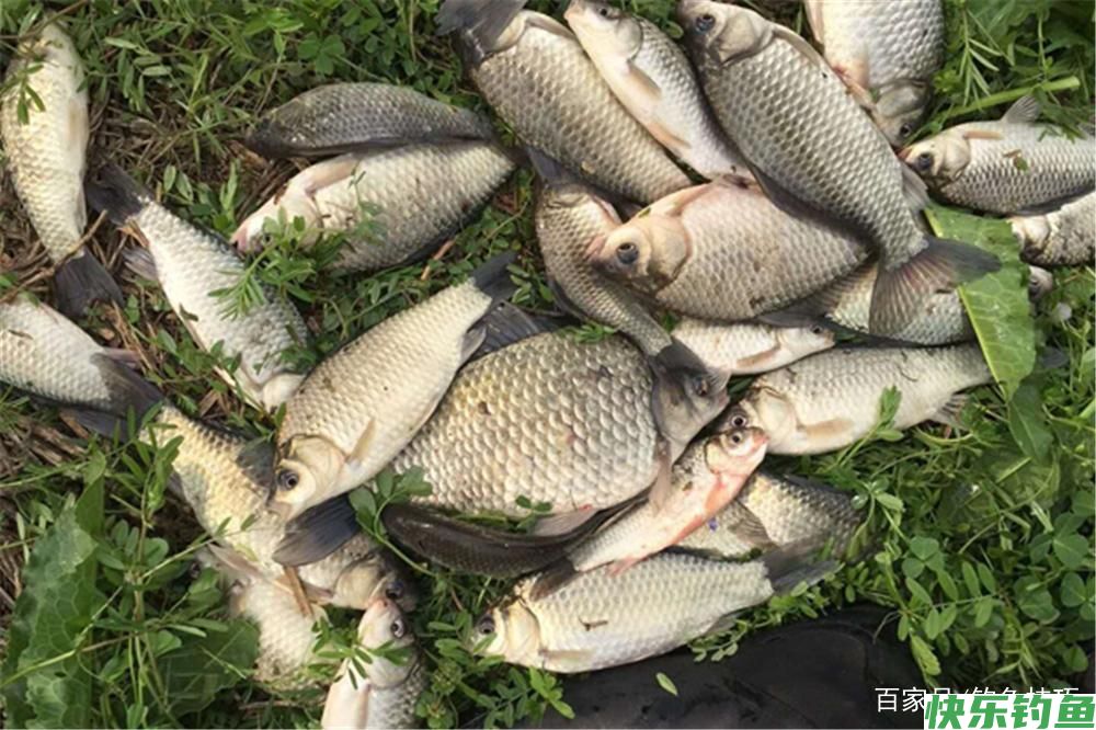 野钓必杀技:不同鱼有不同的最佳钓法,这些必杀技,你知道几个?(图3) 野钓必杀技:不同鱼有不同的最佳钓法,这些必杀技,你知道几个?(图3)