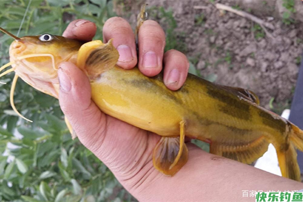 野钓必杀技:不同鱼有不同的最佳钓法,这些必杀技,你知道几个?(图4) 野钓必杀技:不同鱼有不同的最佳钓法,这些必杀技,你知道几个?(图4)