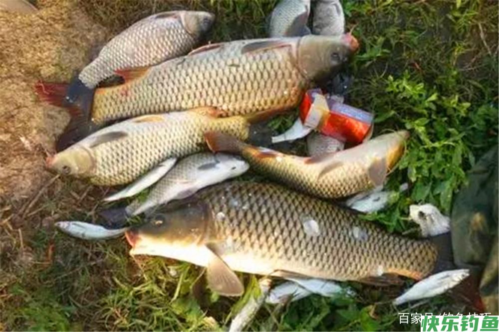 野钓必杀技:不同鱼有不同的最佳钓法,这些必杀技,你知道几个?(图5) 野钓必杀技:不同鱼有不同的最佳钓法,这些必杀技,你知道几个?(图5)