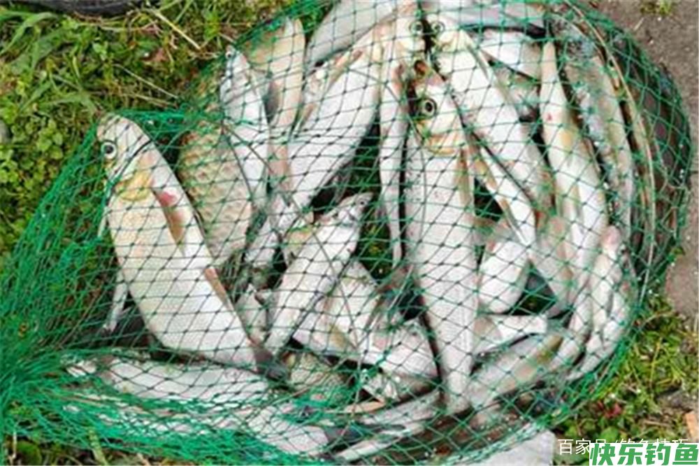 野钓必杀技:不同鱼有不同的最佳钓法,这些必杀技,你知道几个?(图6) 野钓必杀技:不同鱼有不同的最佳钓法,这些必杀技,你知道几个?(图6)