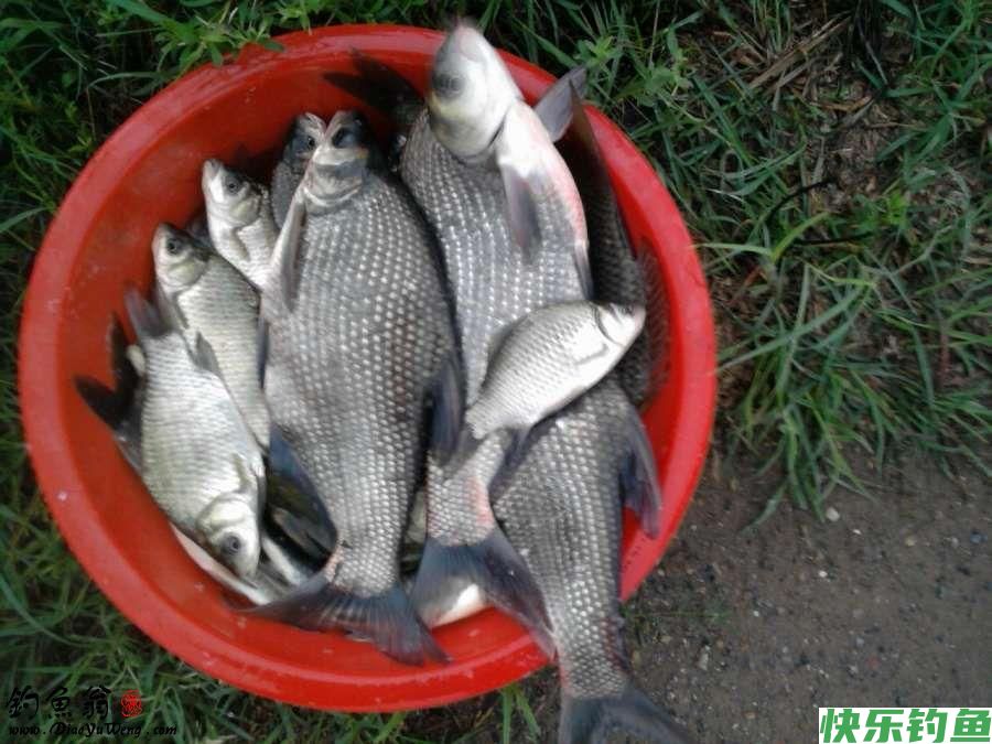 钓鳊鱼用什么饵料最好？（爆护配方）(图3)