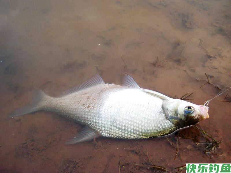 怎么样来作钓鳊鱼，看野钓高手是如何分析的，请花一分钟耐心看完(图5)