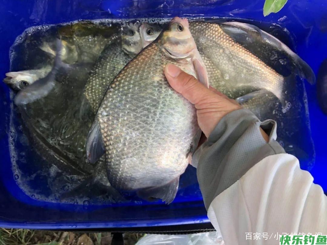 鳊鱼并不傻，要想钓好它得了解5个小技巧，老钓友都说靠谱(图1)