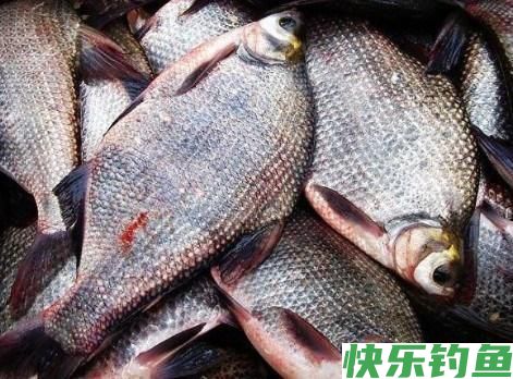 鳊鱼的钓法(图2) 鳊鱼的钓法(图2)