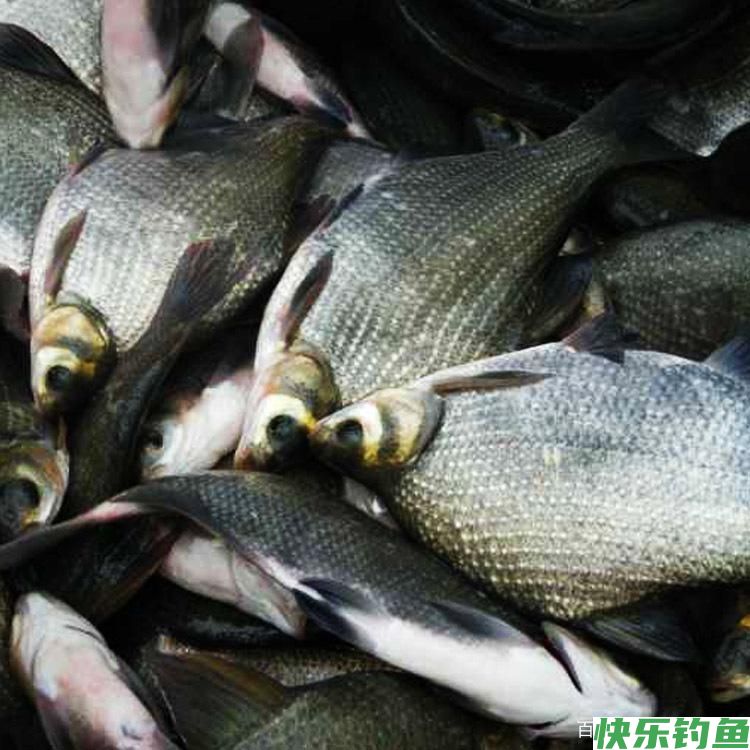 鳊鱼的钓法(图1) 鳊鱼的钓法(图1)