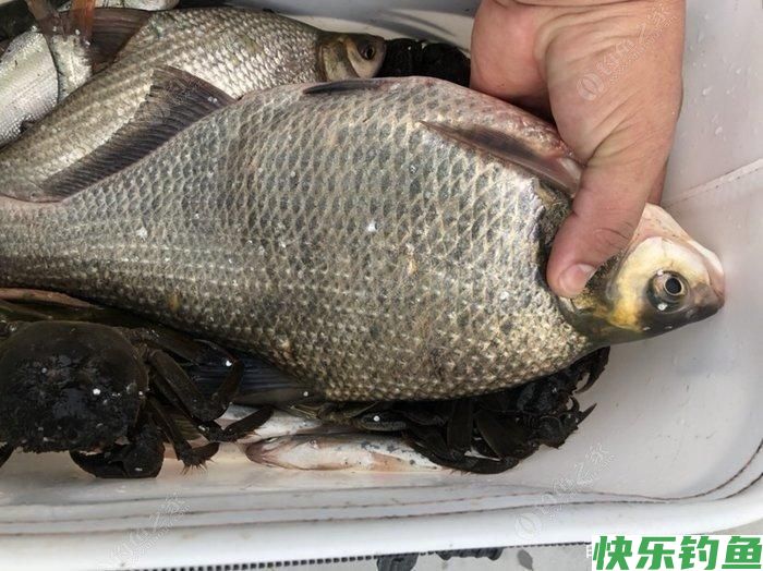 鳊鱼的钓法(图4) 鳊鱼的钓法(图4)