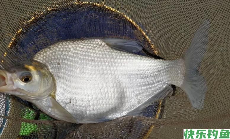 草鱼、鳊鱼已经可以钓，用这个方法，鱼获不会少(图5)