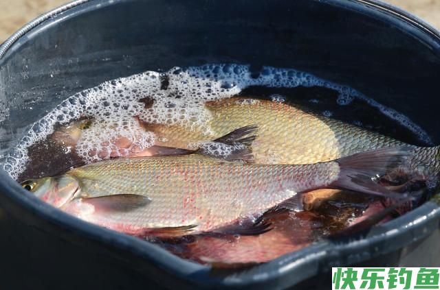 掌握这套江鳊绝杀技，一天不钓个上百斤你都不好意思(图7)