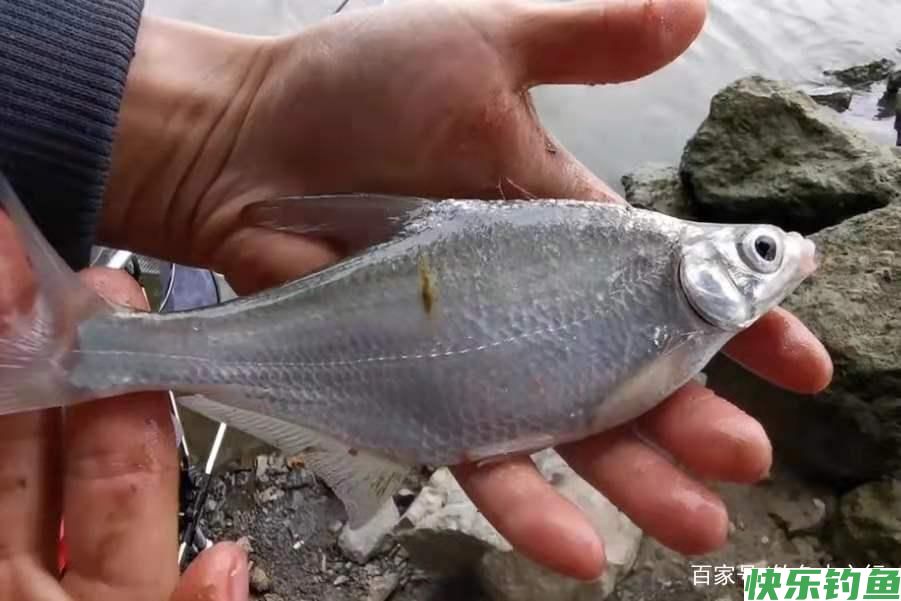 怪不得鳊鱼比鲫鱼好钓，换用这3招，一根竿子都钓不过来(图3)