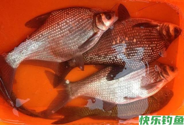 钓鳊鱼技巧及饵料(推荐)(图3)