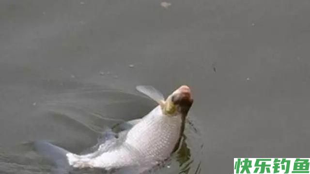 钓鳊鱼技巧及饵料(推荐)(图2)