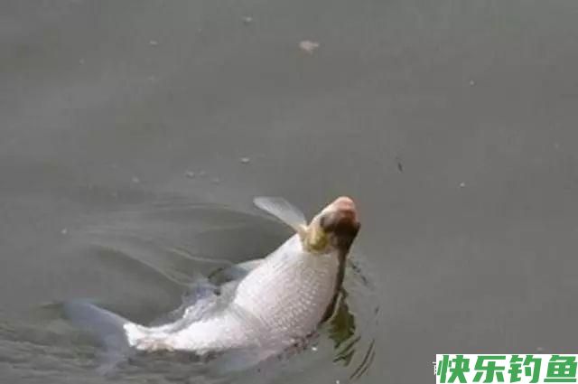 鳊鱼怎么钓?用什么饵料最好钓?(图3) 鳊鱼怎么钓?用什么饵料最好钓?(图3)