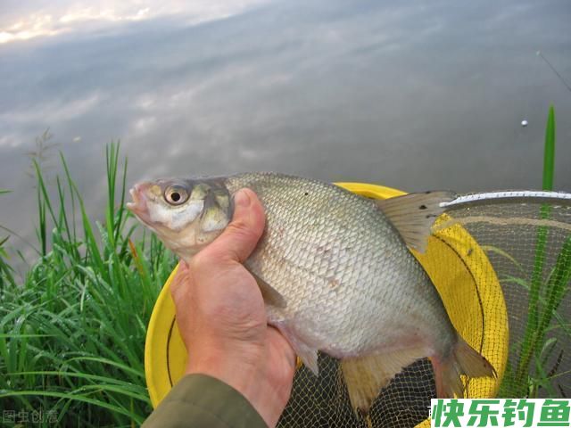 鳊鱼怎么钓?用什么饵料最好钓?(图1) 鳊鱼怎么钓?用什么饵料最好钓?(图1)