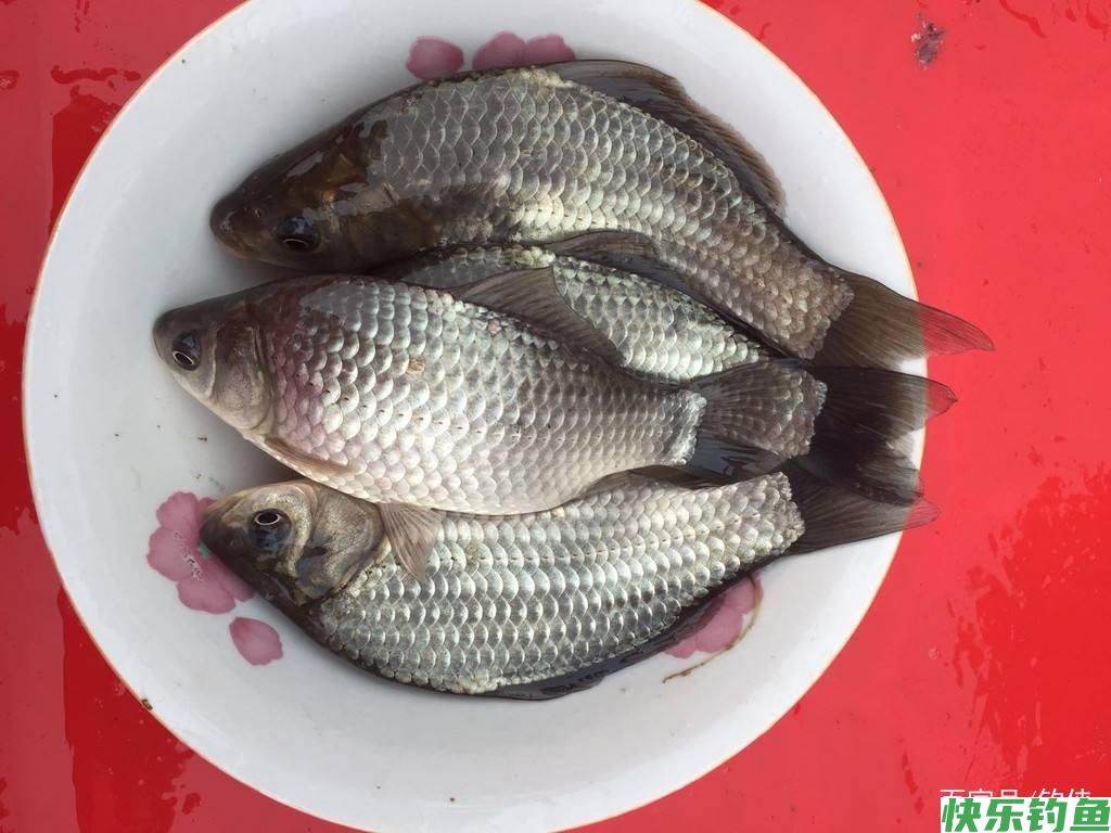草鱼鲫鱼鳊鱼喜什么？钓鱼口诀送给你(图3)
