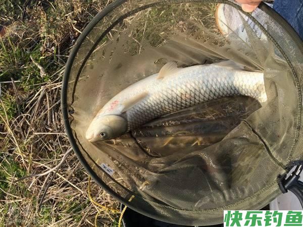 草鱼鲫鱼鳊鱼喜什么？钓鱼口诀送给你(图2)