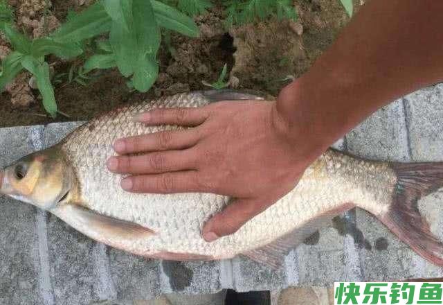 夏季钓鳊鱼技巧，鳊鱼狂拉不是梦(图4)