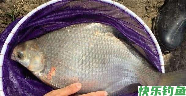 夏季钓鳊鱼技巧，鳊鱼狂拉不是梦(图1)