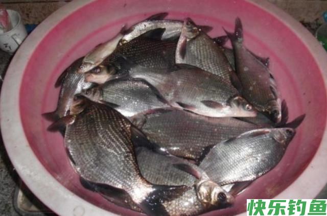 牢记3个钓鳊鱼的秘诀，学会后，想钓多少，钓多大，一句话的事！(图4)