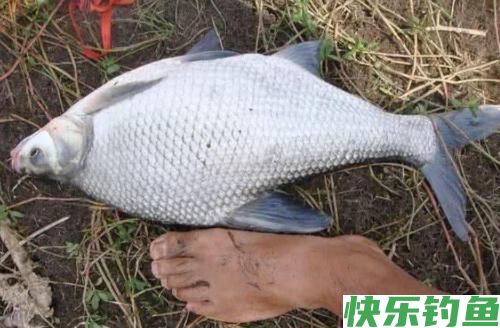 嘴馋的鳊鱼其实很容易钓，这样十用九准，很容易爆护！(图3)