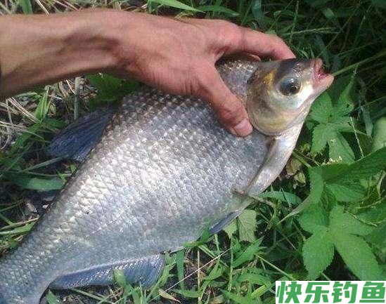 只要学会这种鳊鱼钓法，鱼口根本停不下来(图1)