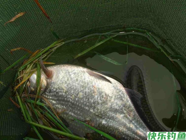 只要学会这种鳊鱼钓法，鱼口根本停不下来(图5)