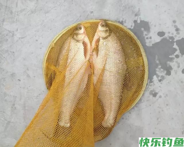 野钓鳊鱼时诱鱼方式，钓法选用，饵料搭配这三要素的作用以及应用(图4)