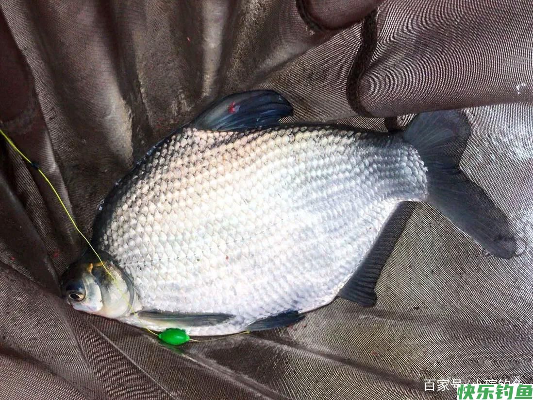 鳊鱼不会钓？了解习性和钓法，4种钓饵及窝料配方，看完秒懂(图3)