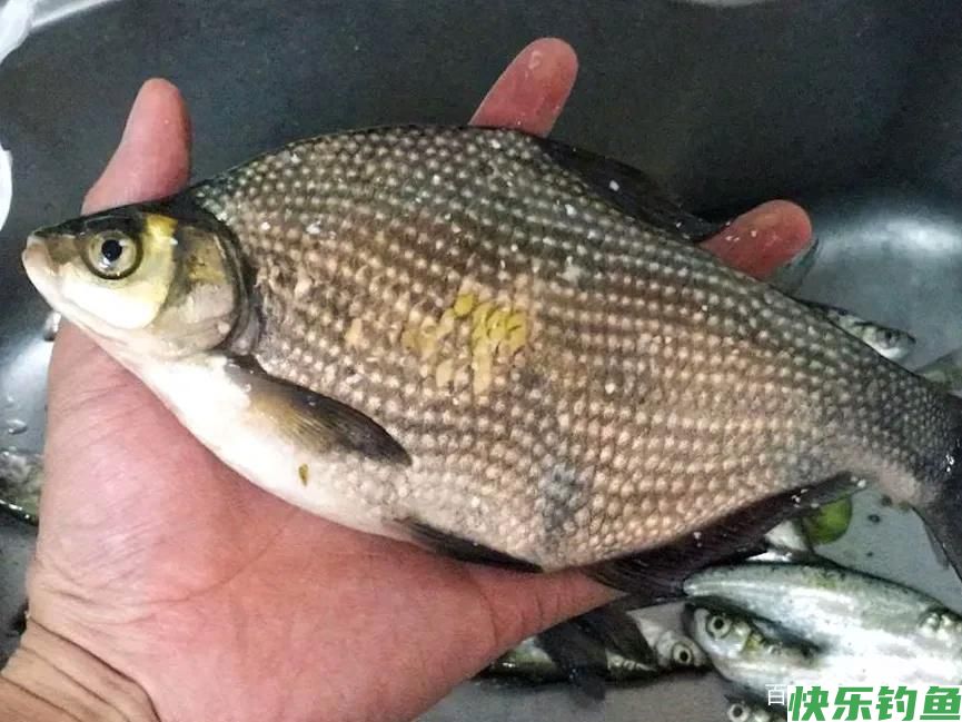 鳊鱼不会钓？了解习性和钓法，4种钓饵及窝料配方，看完秒懂(图4)