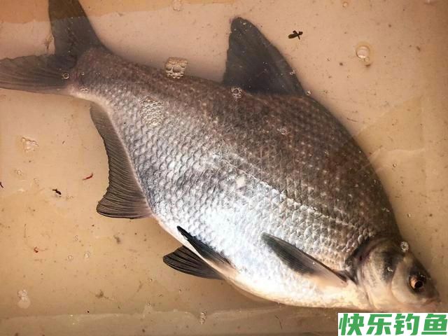 鳊鱼不会钓？了解习性和钓法，4种钓饵及窝料配方，看完秒懂(图2)