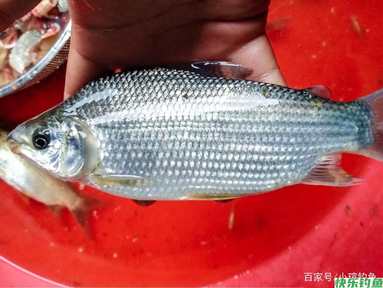 鳊鱼不会钓？了解习性和钓法，4种钓饵及窝料配方，看完秒懂(图5)