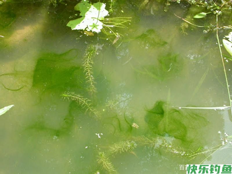 长江里钓鳊鱼，这6种都是常用饵，最后一种一般人接受不了(图3)