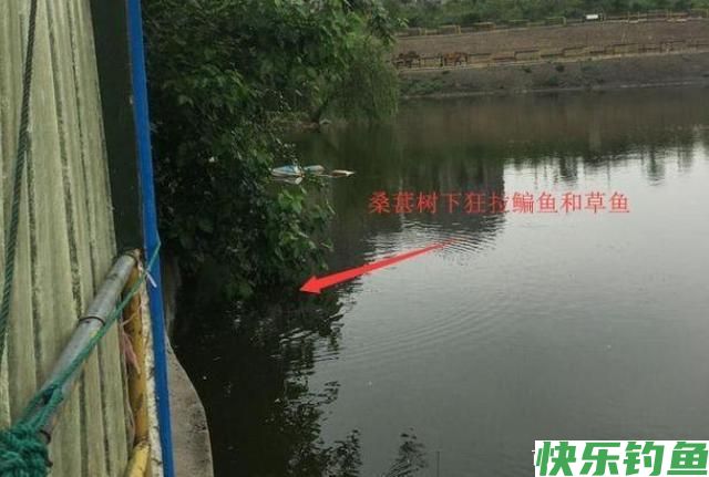 鳊鱼难钓？试试这五大招，招招有鱼来！新手学了马上爆护(图3)