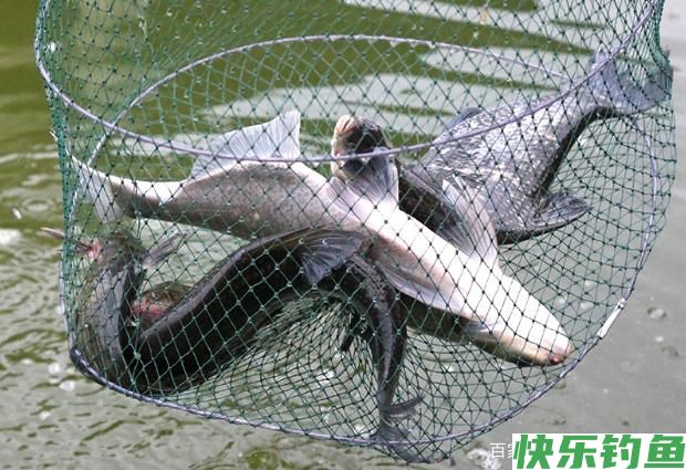 垂钓鳊鱼的小技巧，知道了这些，连杆上鱼不是问题(图2)