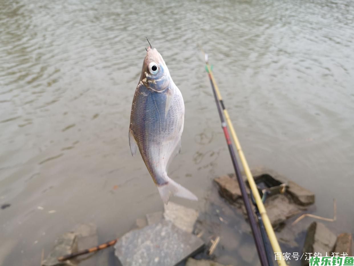流水中钓鳊鱼技巧：一位江钓老手的垂钓心得，值得收藏(图1)