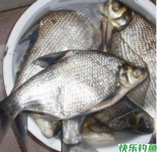 五六月份如何钓鳊鱼，如何用饵料(图2)