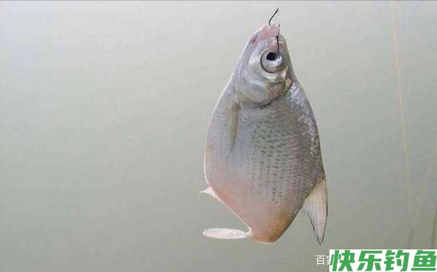分析5个作钓技巧，让大水域野钓鳊鱼变简单(图1)