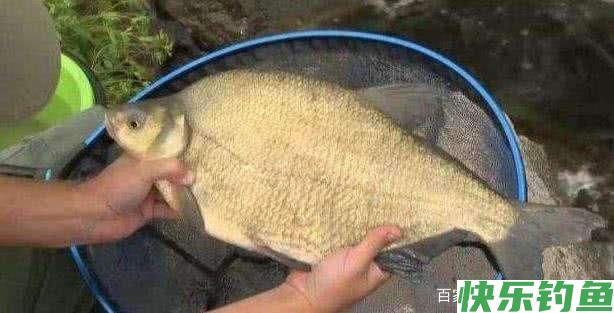 分析5个作钓技巧，让大水域野钓鳊鱼变简单(图9)