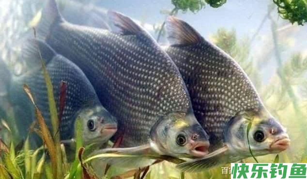 分析5个作钓技巧，让大水域野钓鳊鱼变简单(图11)
