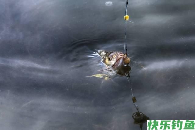 分享黄田水库实战垂钓鳊鱼经历！详细解析调三钓三垂钓鳊鱼的优点(图7)