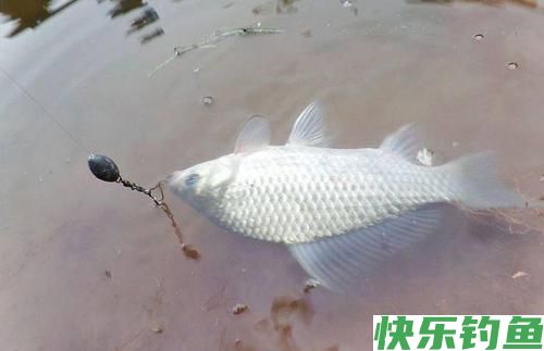 垂钓武昌鱼，选对钓鱼方法，不愁鱼儿不上钩(图3)