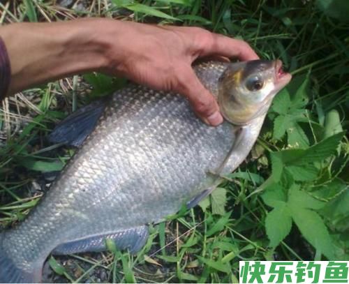 垂钓武昌鱼，选对钓鱼方法，不愁鱼儿不上钩(图1)