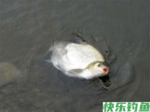垂钓武昌鱼，选对钓鱼方法，不愁鱼儿不上钩(图2)